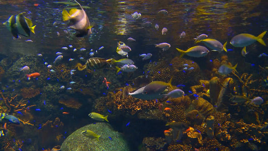 AQUARIUM - Tropical Sea Aquarium