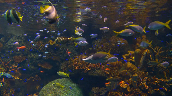 AQUARIUM - Tropical Sea Aquarium