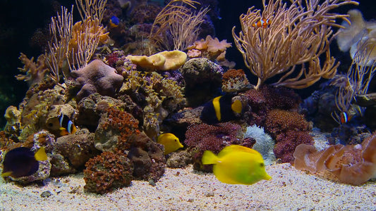 AQUARIUM TV - Vibrant Coral Aquarium with Soothing Music
