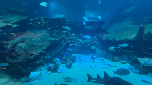 AQUARIUM TV - Virtual Walk - Largest Aquarium and top rated Aquarium SEA in Singapore