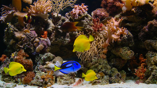 AQUARIUM TV - Vivid Coral Tank Aquarium with Music