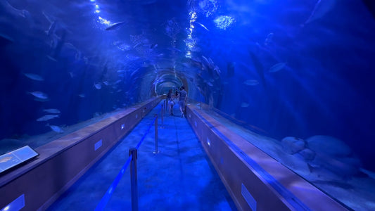 AQUARIUM TV - Walking through Europe's Largest Aquarium - Valencia’s L'Oceanogràfic - Spain