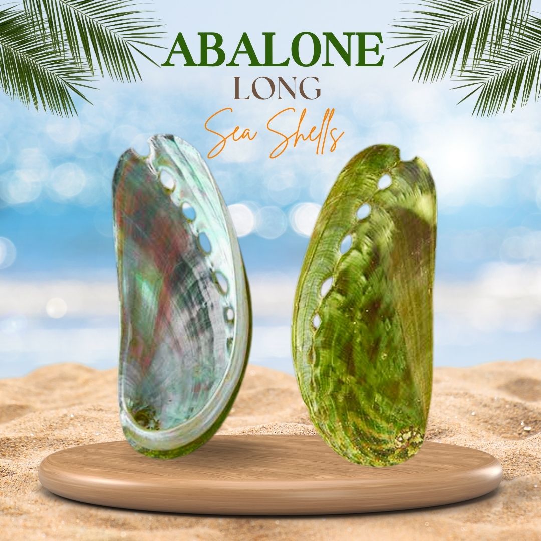 Abalone | Ass's-ear Abalone | Long Sea Shells