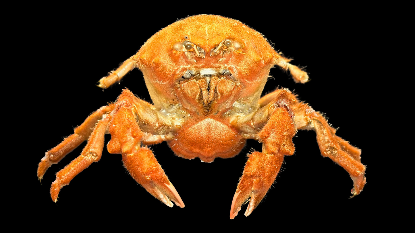 Actumnus squamosus Preserved Crab | Hairy Crab | Rubble-carrying Crab | Real Marine Specimen