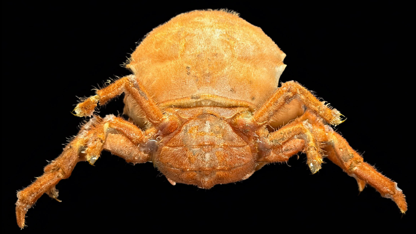 Actumnus squamosus Preserved Crab | Hairy Crab | Rubble-carrying Crab | Real Marine Specimen