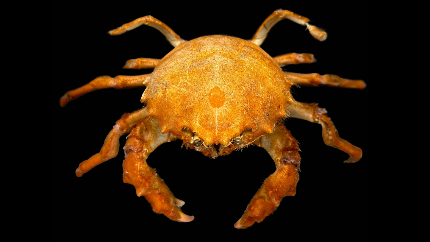 Actumnus squamosus Preserved Crab | Hairy Crab | Rubble-carrying Crab | Real Marine Specimen