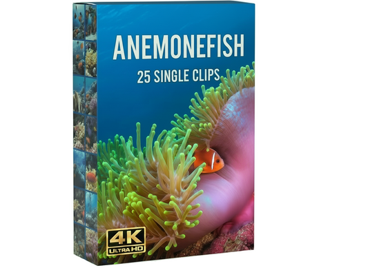 Anemonefish underwater commercial clips