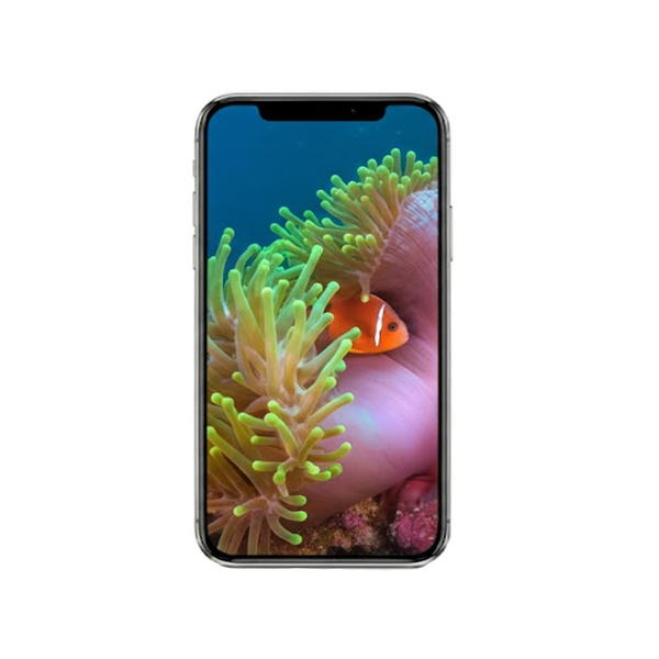 Vertical Creator Pack - 10 single clips of Anemonefish (4K UHD)