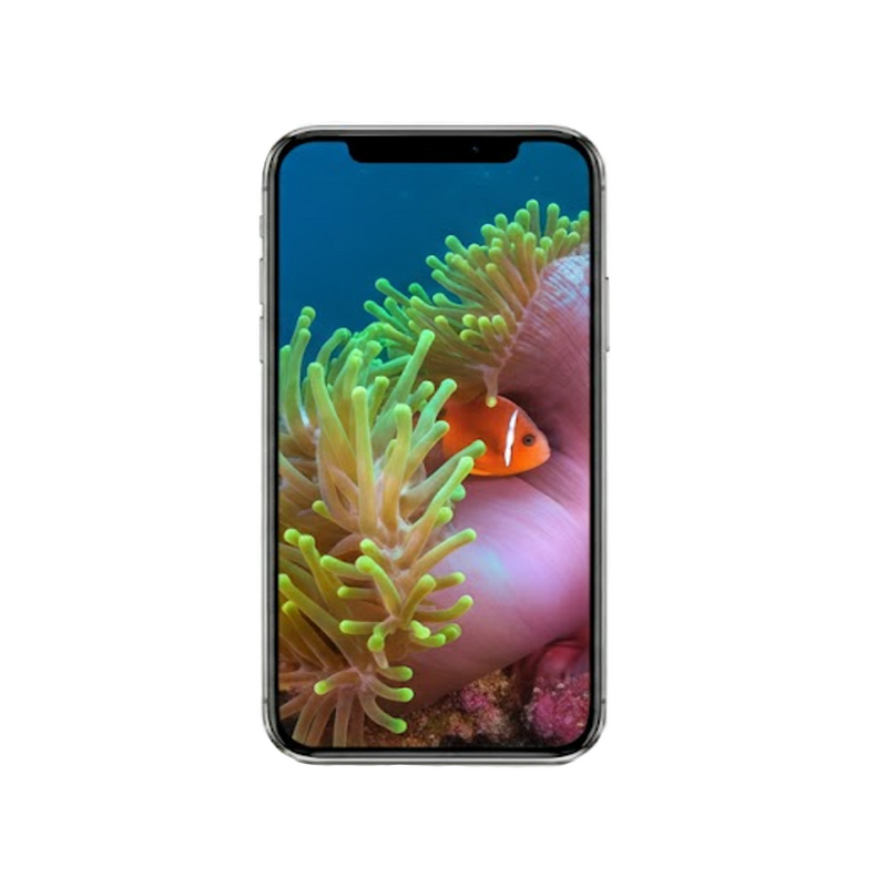 Vertical Creator Pack - 10 single clips of Anemonefish (4K UHD)