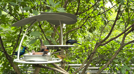 ANIMAL - Bird Paradise Feeding 1