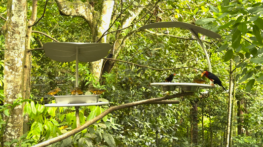 ANIMAL - Bird Paradise Feeding 2