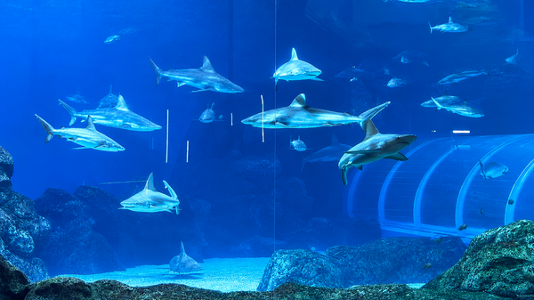 AQUARIUM - Shark View