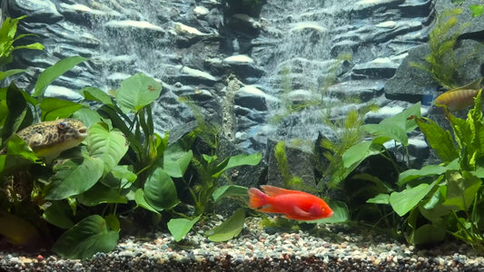 AQUARIUM TV - Art Deco Waterfall Aquarium with Cichlids and Water Sounds