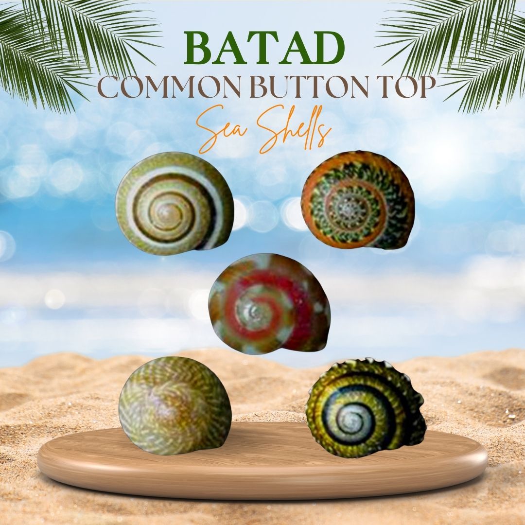 Batad | Common Button Top | Umbonium vestiarium Sea Shells