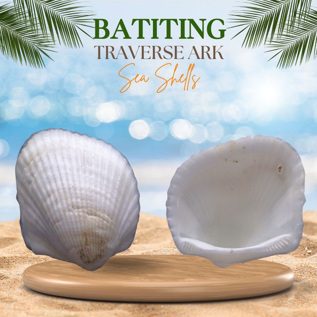 Batiting | Traverse Ark Sea Shells