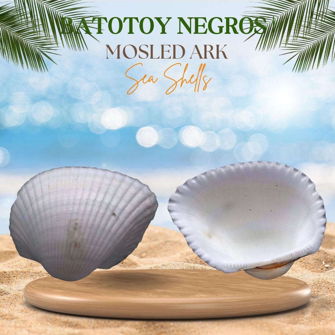Batotoy Negros | Mosled Ark Sea Shells