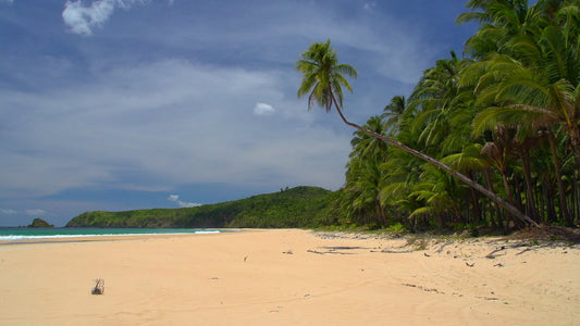 BEACH TV - Endless Palm Beach