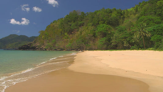 BEACH TV - Palm Trees with Relaxing Water Sounds