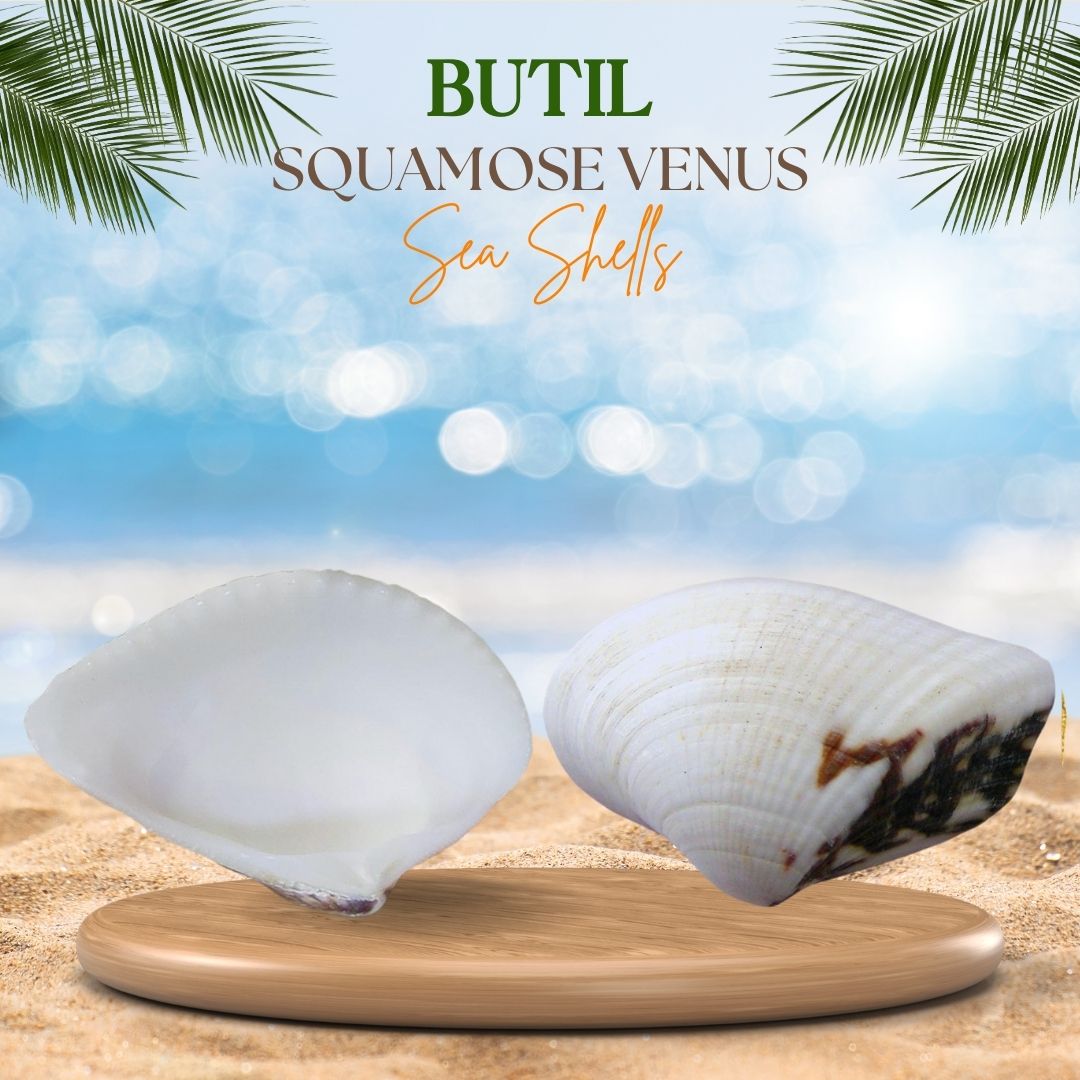 Butil | Squamose Venus Sea Shells