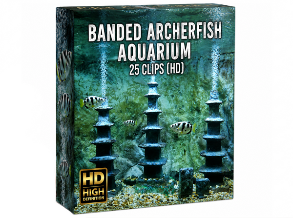 Creator Pack - 25 single clips of Banded Archer Fish (HD)