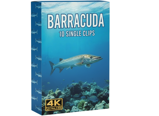 Barracuda underwater commercial clips