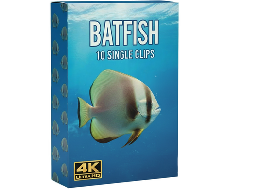 Batfish underwater commercial clips
