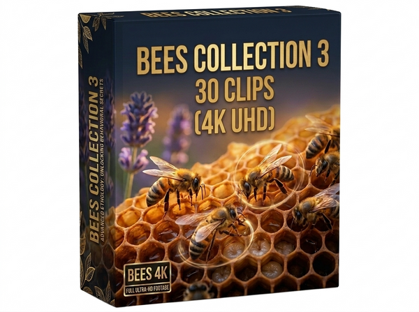 Creator Pack - 30 single clips of Bees Collection 3 (4K UHD)