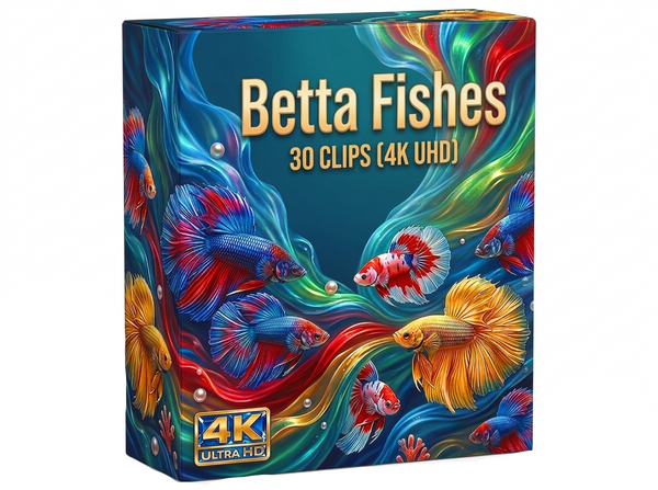 Creator Pack - 30 single clips of Betta Fishes (4K UHD)