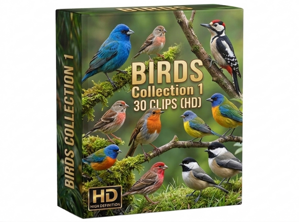 Creator Pack - 30 single clips of Birds Collection 1 (4K UHD)