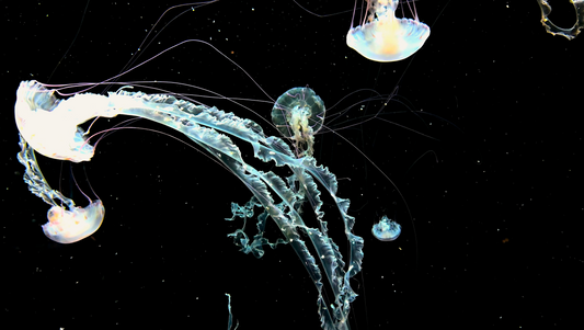 AQUARIUM - Black Sea Nettle 3