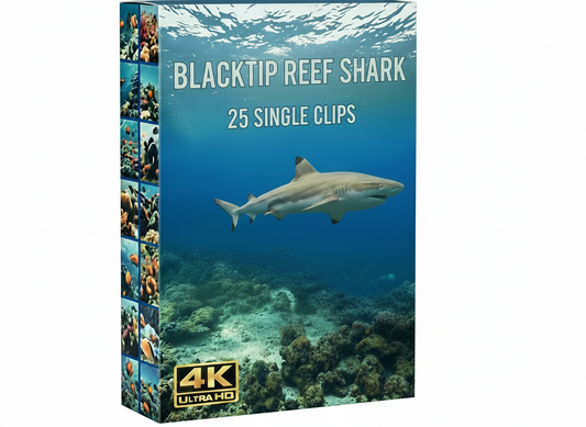 Creator Pack - 25 single clips of Blacktip Reef Sharks (4K UHD)