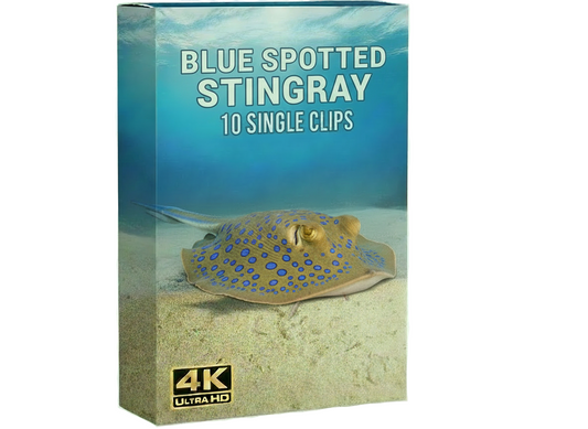 Creator Pack - 10 single clips of Blue Spotted Stingray (4K UHD)