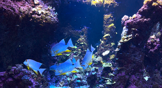 AQUARIUM - Bluestriped Grunt Aquarium
