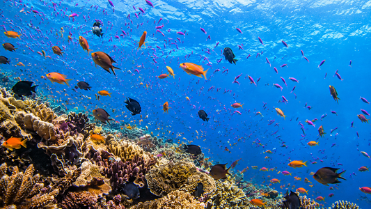 UNDERWATER - Bustling Coral Reef