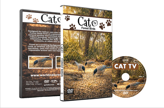 CAT TV – Forest Birds