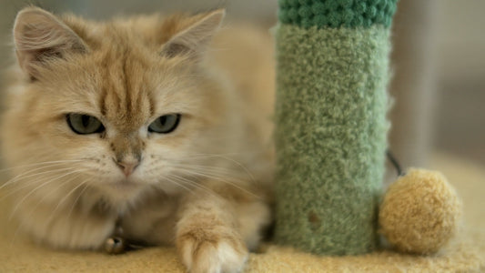 CAT - 1 Hour of Cinematic Slow Motion Cats for Relaxation & Therapy