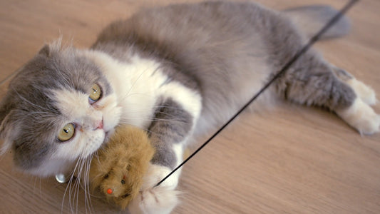 CAT - 2 Hour of Soothing Slow Motion Cats for Relaxation