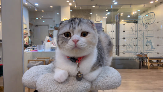 CAT - 4K Virtual Cat Cafe Experience - 1 Hour