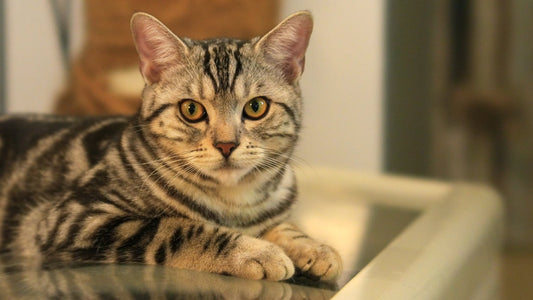 CAT - Cat Jazz Cafe - Loafing Lounging