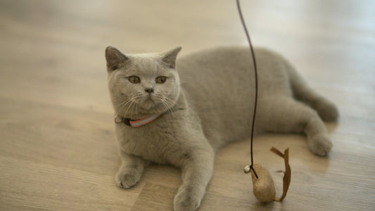 CAT - Cats in Slow Motion - Romantic and Relaxing Moments