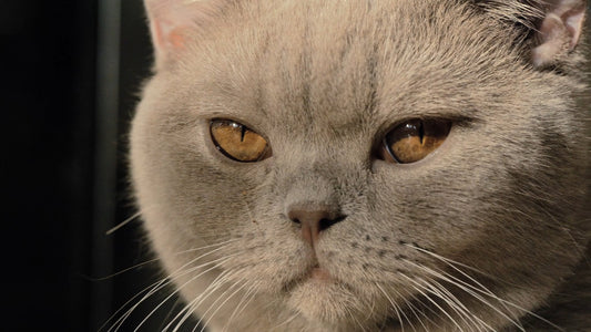CAT  - Hypnotic Cat Eyes and Whiskers – Ultra Slow Motion