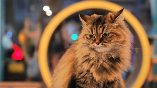 CAT - Lofi Cat Cafe - Sleepy Nights at Asok Cat Cafe