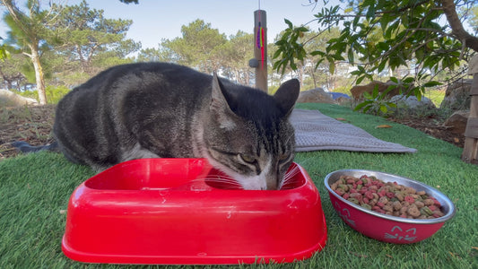 CAT - Playful Bird Encounters for Curious Cats 1
