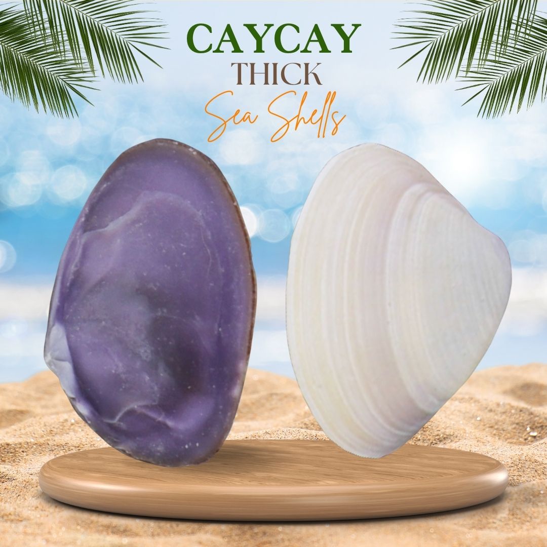 Caycay | Violet Mactra | Thick Sea Shells