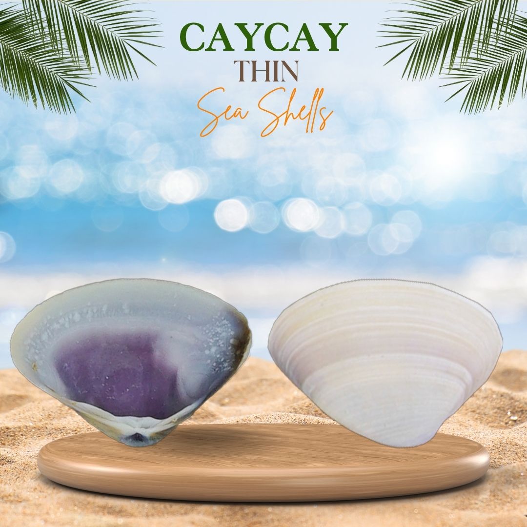 Caycay | Violet Mactra | Thin Sea Shells