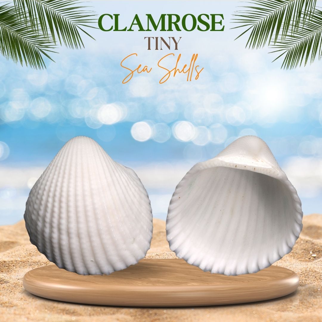 Clamrose | Anadara Pilula | Tiny Sea Shells