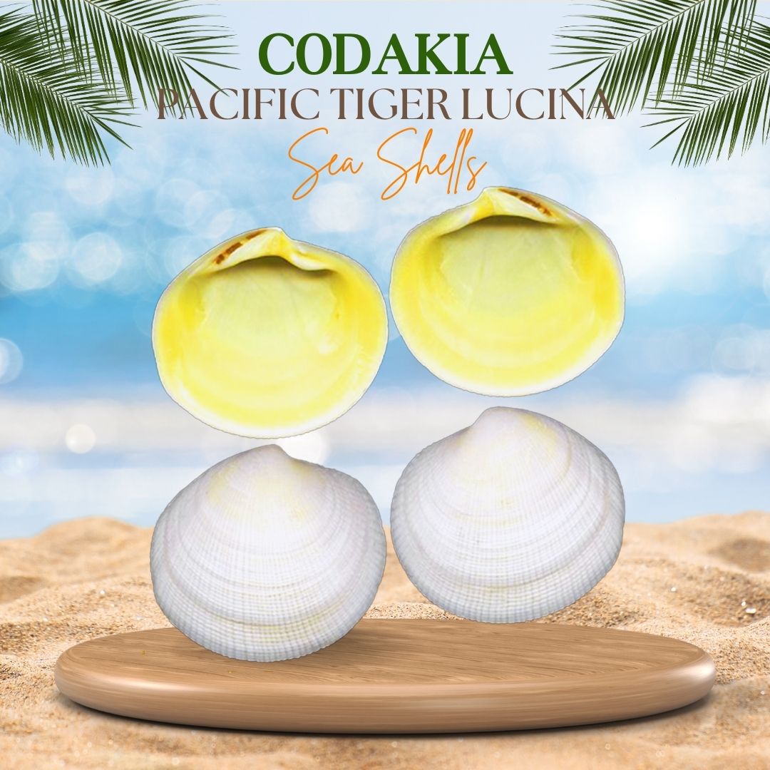 Codakia Tigerina Sea Shells