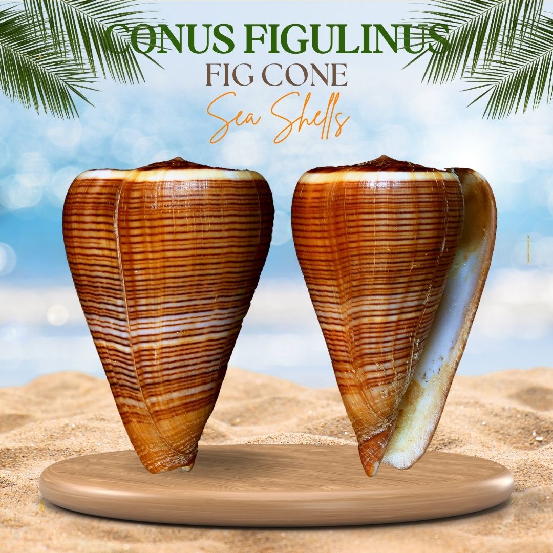 Conus Figulinus | Fig Cone Sea Shells