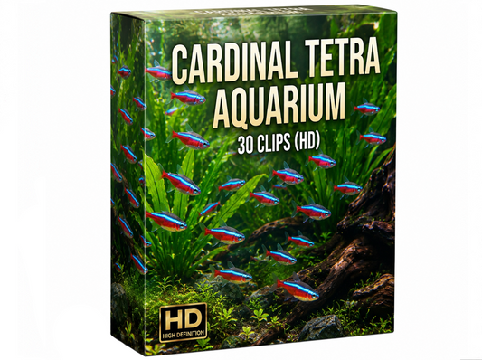 Creator Pack – 30 Single Clips of Cardinal Tetra Aquarium (HD)
