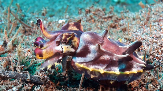 UNDERWATER TV - Cephalopods - Veins Of The Ocean